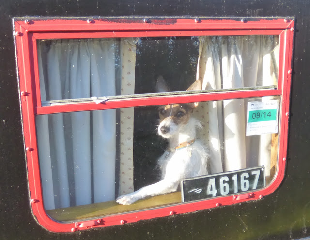 Dog on narrowboat