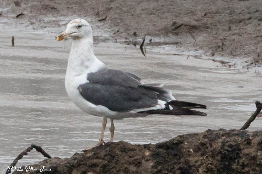 Lesser Black-backed Gull