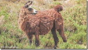 Llama