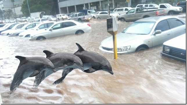 dolphins-harare-flooding