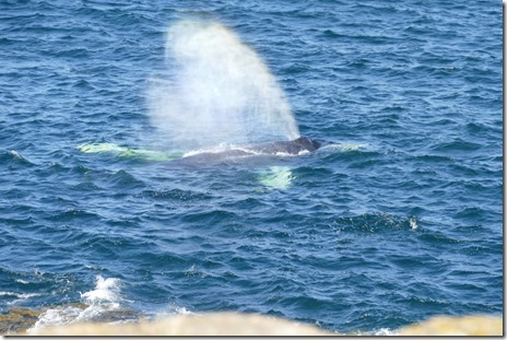 nl_bonavista_elliston_d2_6