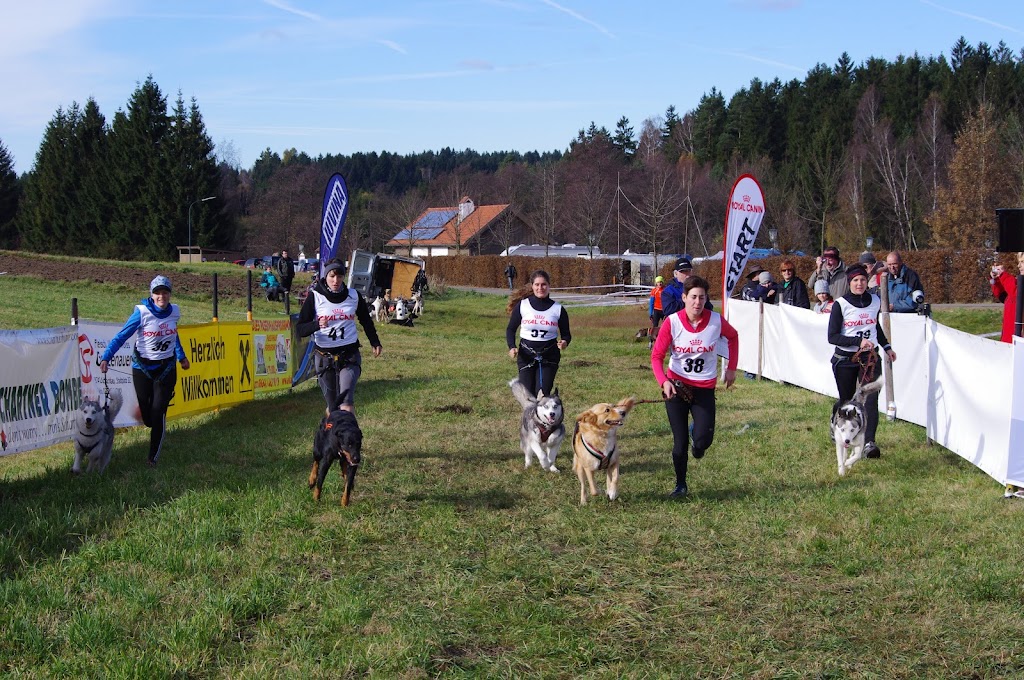 Schlittenhunde-Wagenrennen Reingers 2012 IMGP7468