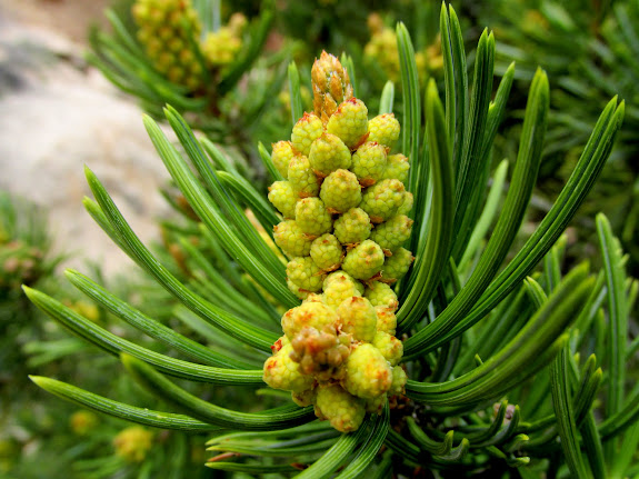 Pollen-bearing structures on Pinus edulis (Pinyon Pine)