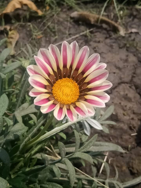 *Botanical name: Gazania rigens Family: *Asteraceae (Sunflower family) *Location Babhnan (up) *Date-23-03-2022  *Common name: Gazania  A typical daisy like flower up to about 10cm across, they are commonly banded with a dark zone around the central disc. Some types may have linear petal strips also. Colours vary from white, cream, yellow, gold, orange to the very dark reds, pale to dark lilac variations are possible also. Flowers are produced on stems up to 25cm in length, these close in the evening or on dark overcast days. Leaves turn upwards at night. Plants require high light for the flowers to open @ Shivam Maddhesiya