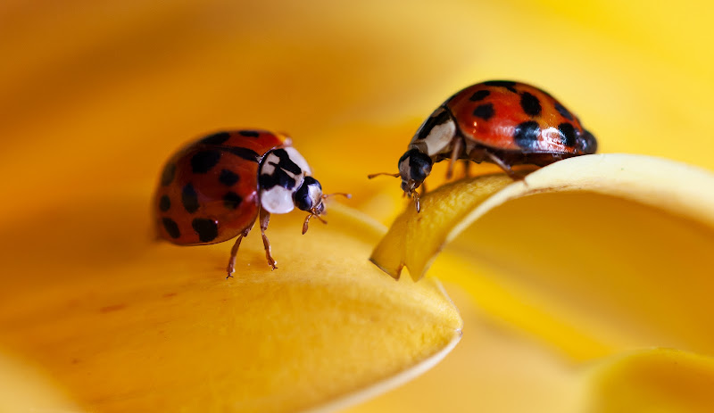 Coccinelle a passeggio di angart71