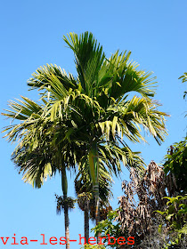 Palmier aréquier, Areca catechu, famille: Arécacées. Birmanie, décembre 2013. Areca catechu. noix d'arec.jpg