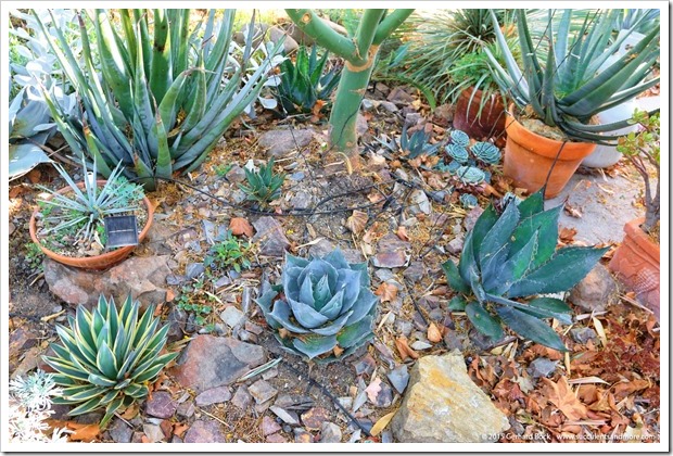 151008_agaves_driveway_bed