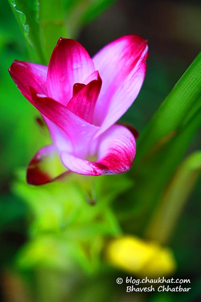 Hill Turmeric, Raan Halad [रानहळद], Shindalvaan [शिंदळवान], Shindalvaani [शिंदळवानी], Curcuma Pseudomontana, Kachura Flower, Kattu Manjal, Adavi Pasupu [Zingiberaceae (Ginger Family)]