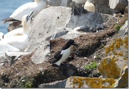 nl_argentia_cape_st_marys_razorbill