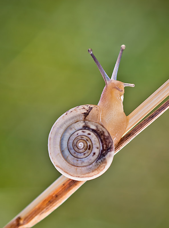 Escargot IMGP9417