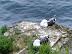 Nesting gulls at Port Isaac