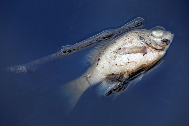 After a sewage leak caused by Hurricane Michael, a dead fish floats on the Apalachicola River in Apalachicola, Florida, U.S., 18 October 2018. Terray Sylvester / REUTERS