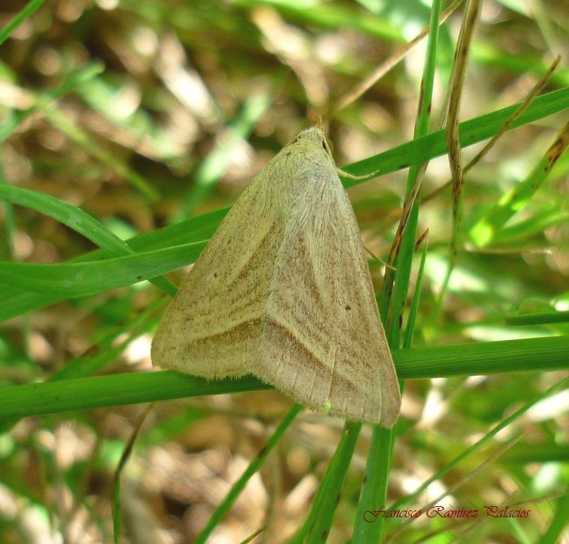 Striped Grass Looper Moth