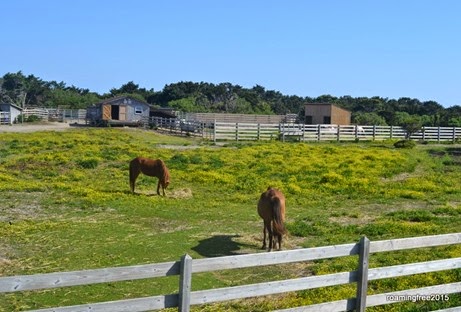 Pony Pasture
