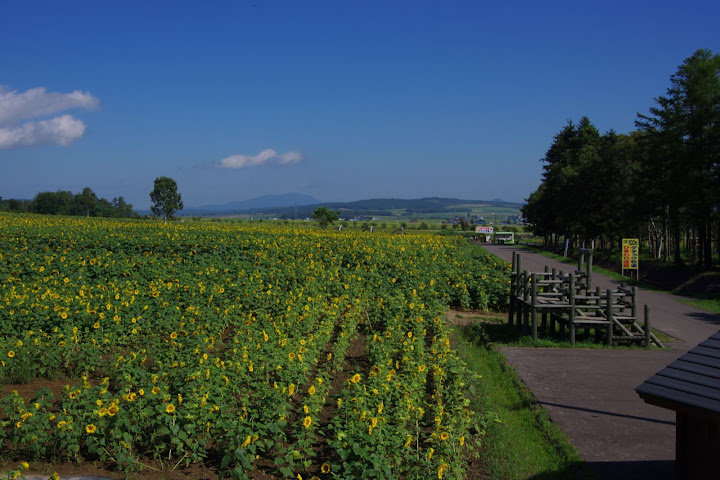 写真：展望台からダチョウ牧場の方を臨む