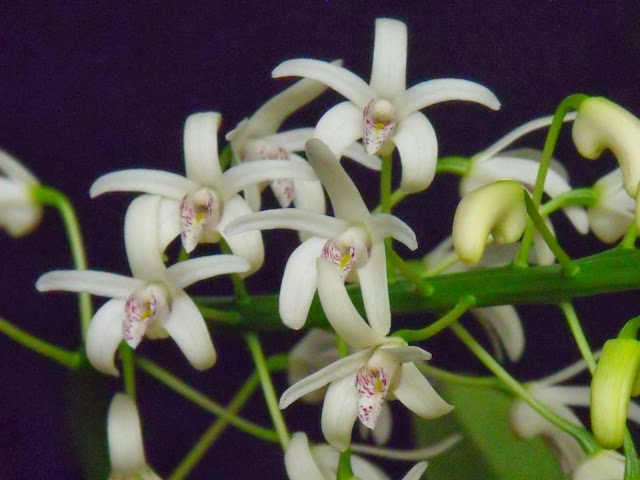 Dendrobium speciosum DSCF4943