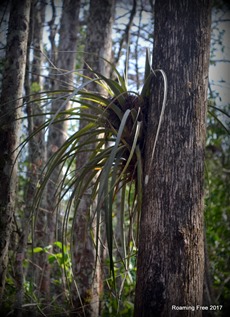 Airplant