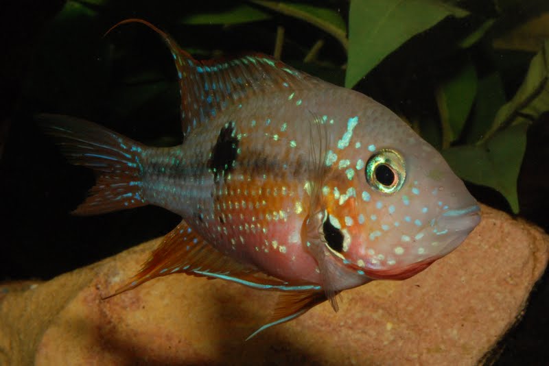 Thorichthys Ellioti en garde parentale DSC_3143