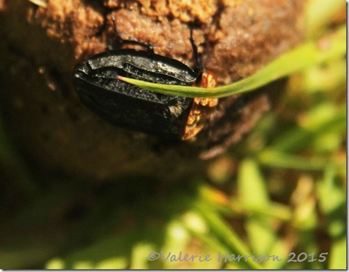 23-Red-breasted-carrion-beetle