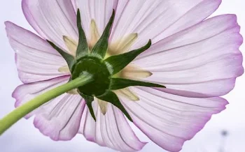 高嶺の花の莉央