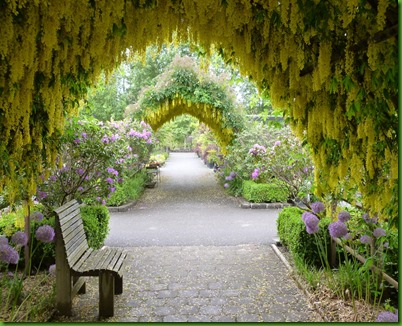 Chuva de Ouro Laburnum 3