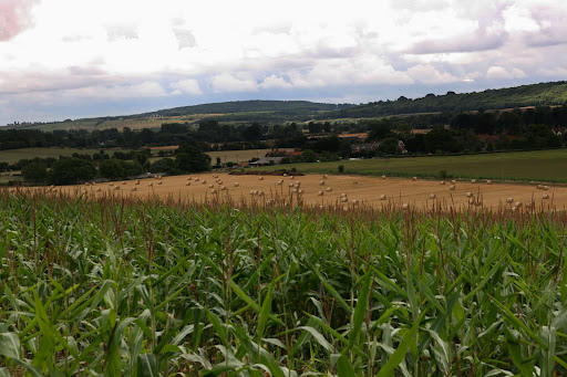 1008 002 Henley via Hambleden Circular, The Thames Valley, England Wheat and straw