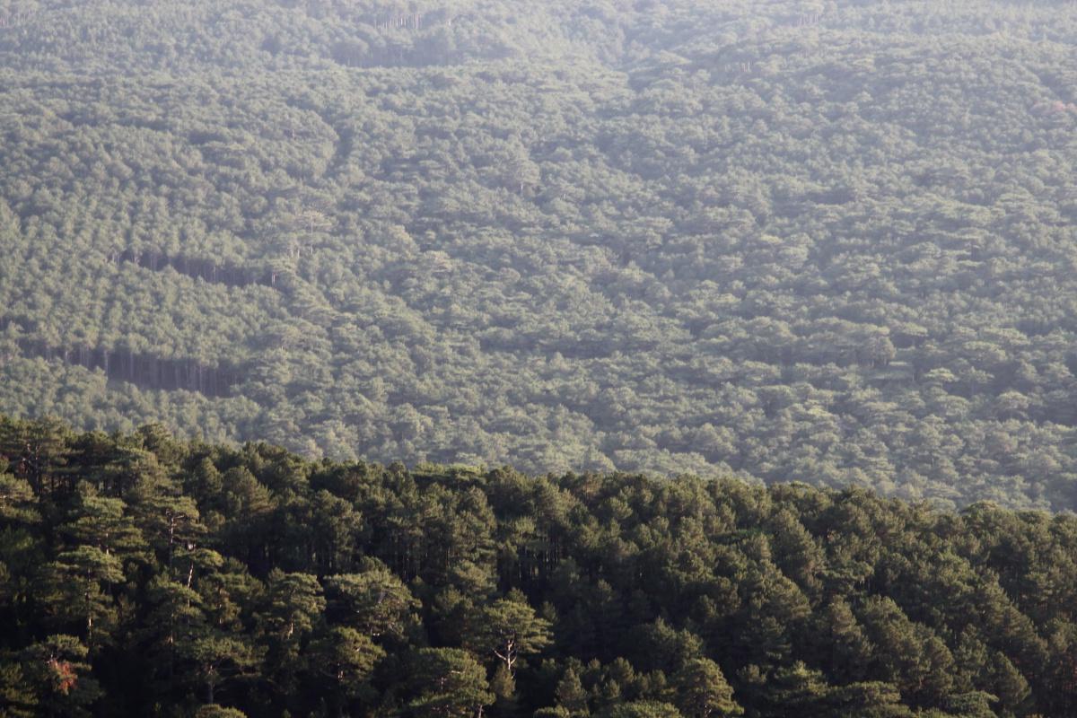 Forest in the haze. Background