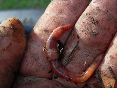 fat worm in car tyre compost bin