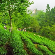 山上人家森林農場