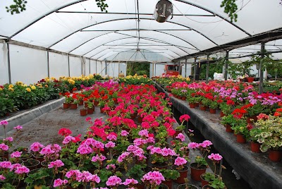Photos of D-Plant Horticulture