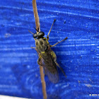 Drab wood-soldierfly