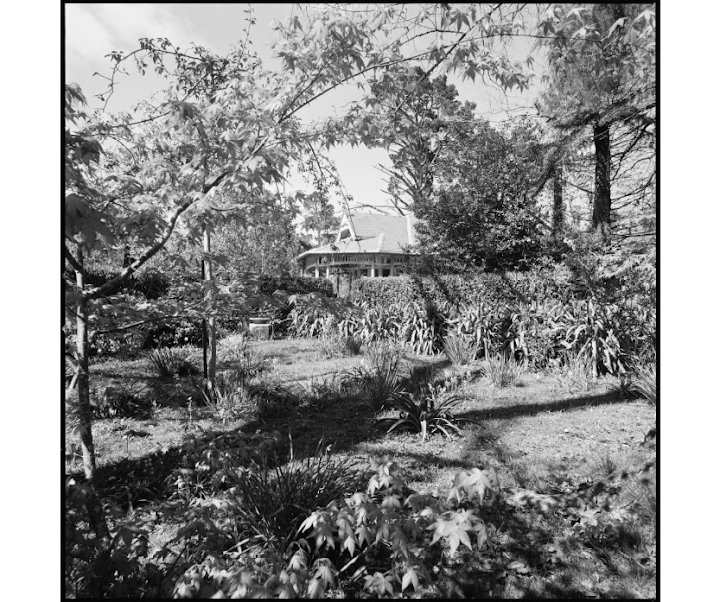 View over gardens to bungalow in the distance, Mount Wilson, ca. 1970 / Wes Stacey