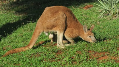 Kangaroo in Millstream