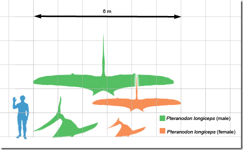 Pteranodon_scale