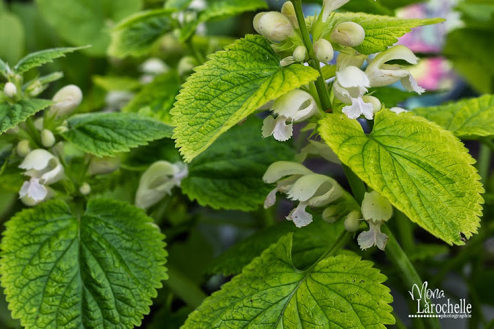 Lamium orvala Alba Lamium-orvala-140525-147rm