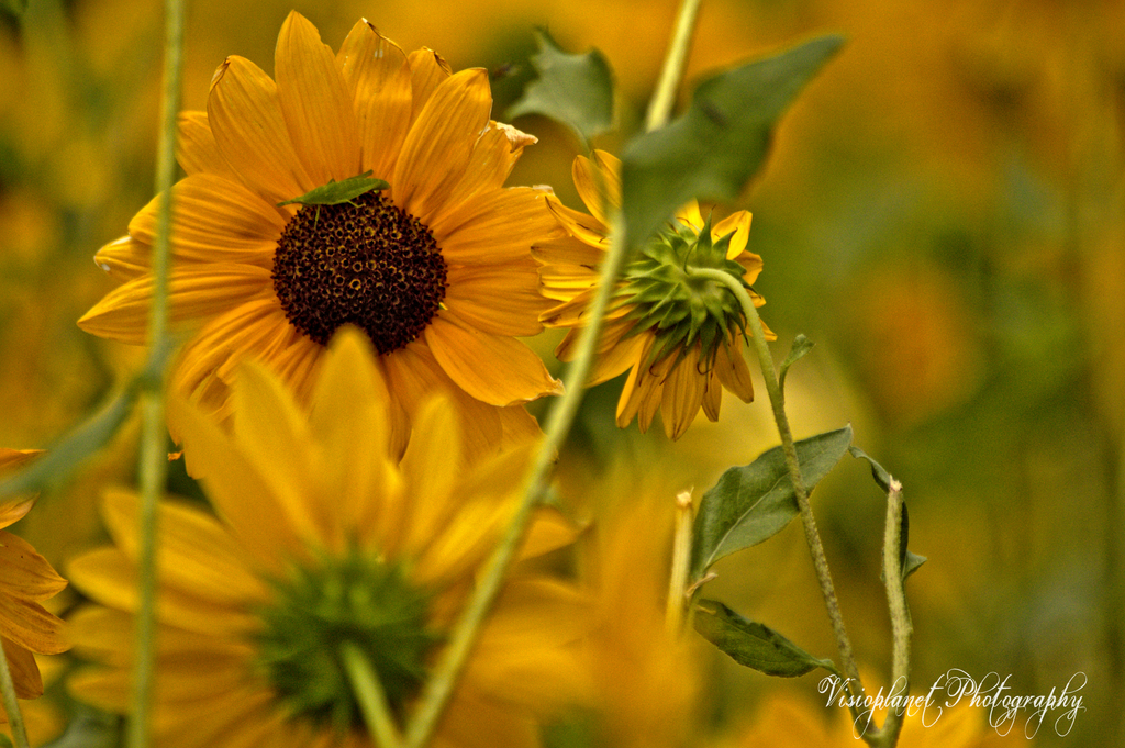 Peek a boo by Sudipto Sarkar on Visioplanet