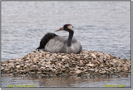 Slimbridge WWT - May