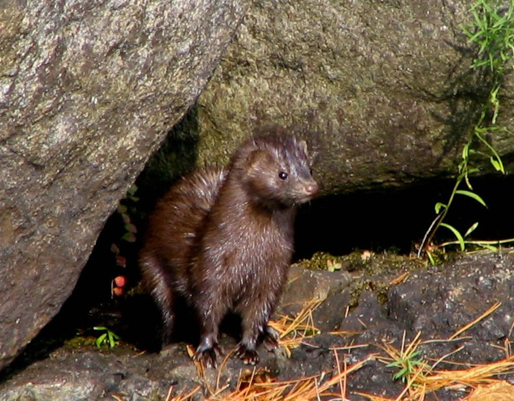 파일:external/upload.wikimedia.org/Mink_-_Lower_Saranac_Lake.jpg