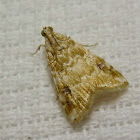 Hellula Crambid Moth