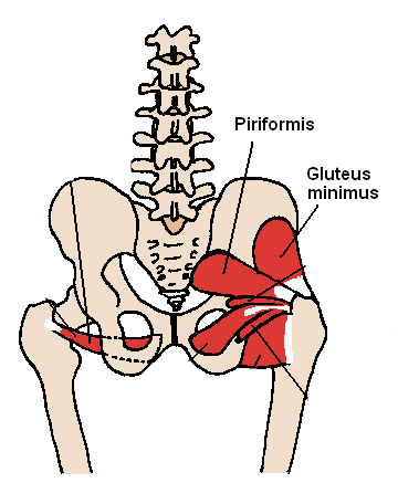 piriformis