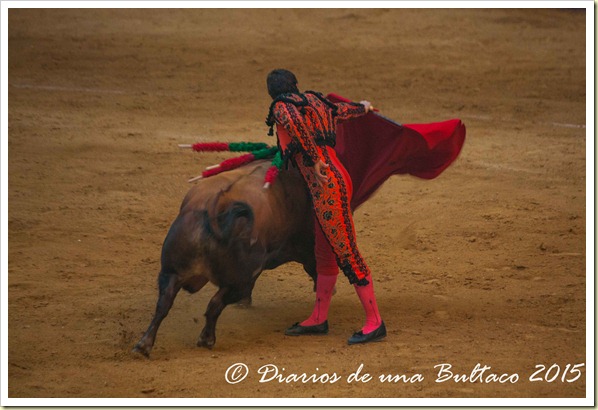 Toros1-9749