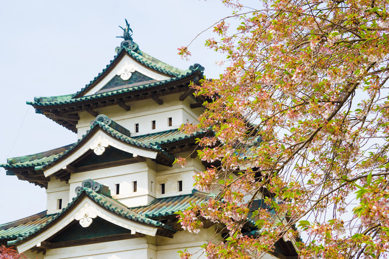 Hirosaki Park cherry blossoms photo3