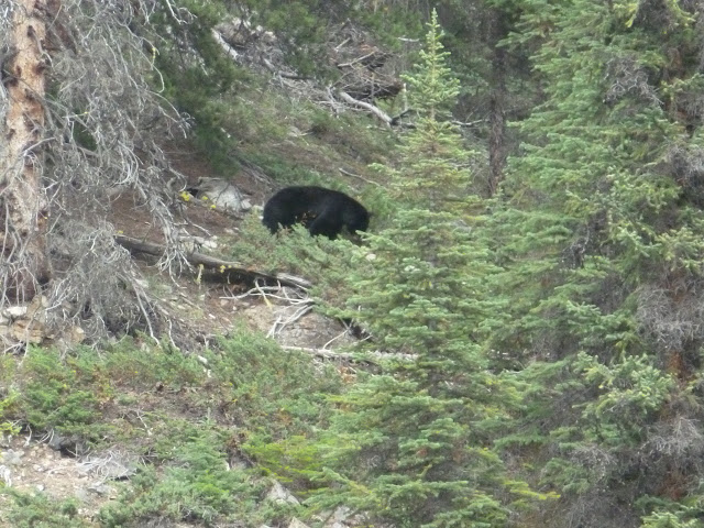 Jasper. Cañón Maligne, lagos Medicine, Maligne,  Patricia y Pyramid. 6 de Julio - LAS ROCOSAS DE CANADA. YELLOWSTONE Y GRAND TETON. (34)