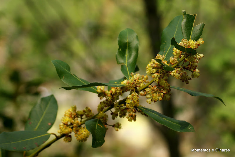 Flor de Loureiro