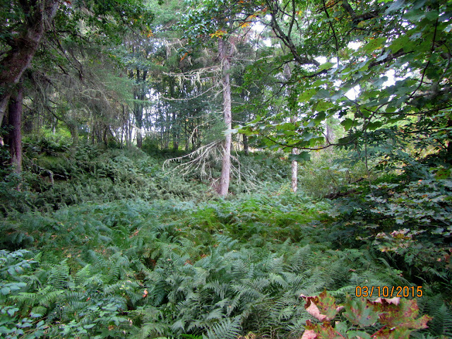 Дадим фристайлом вокруг Британии! Norwegian Star в сентябрьском круизе