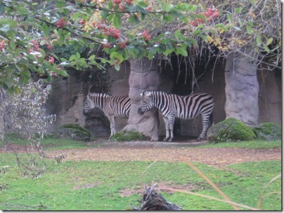 IMG_0402 Damara Zebras at the Oregon Zoo in Portland, Oregon on November 10, 2009