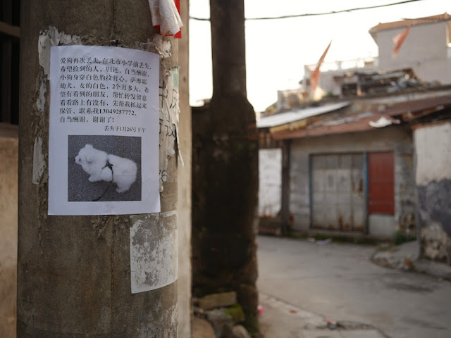 lost puppy sign in Jieyang, China