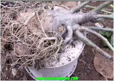 penyakit busuk pangkal batang adenium