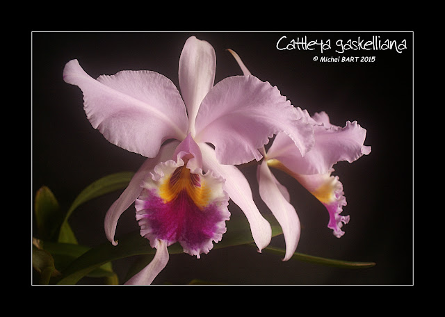 Cattleya gaskelliana Cattleya_gaskelliana2