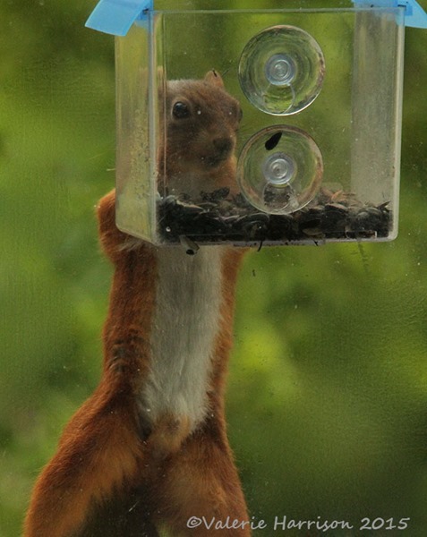 Red-Squirrel-2